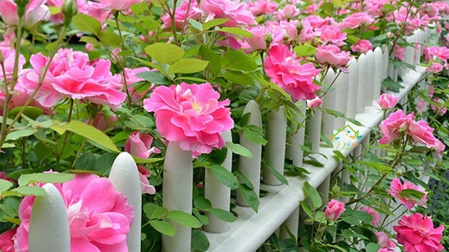 Giải mã giấc mơ thấy cây nhiều hoa