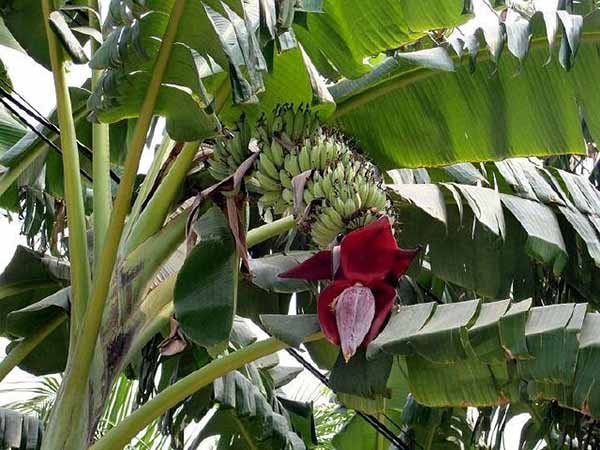 Giải mã giấc mơ thấy cây chuối xanh