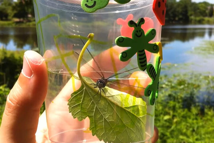 Giải mã giấc mơ thấy chuồn chuồn bám vào người