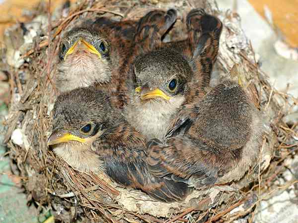 Nằm mơ thấy tổ chim đánh con gì?