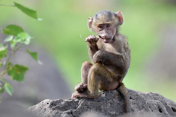 Giải mã giấc mơ thấy khỉ con