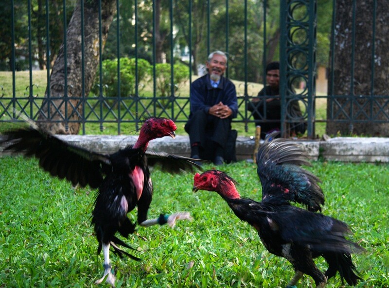 Nuôi gà chọi là hành trình cần nhiều công phu và là 1 hành trình dài