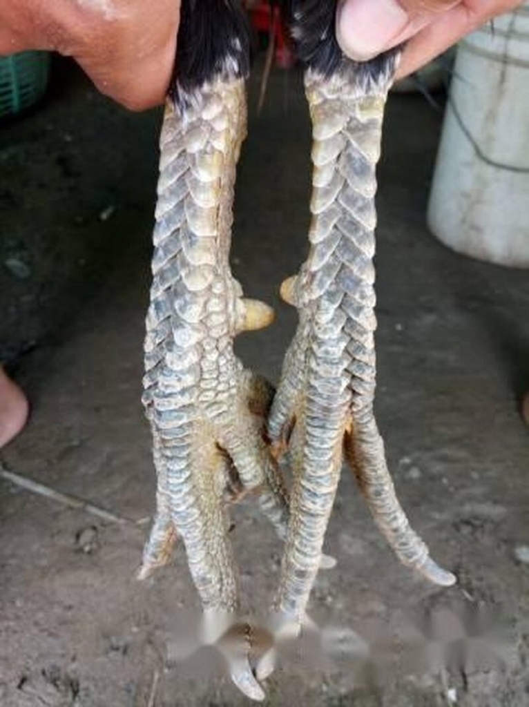 Có nhiều kiểu hình quyết định vảy chân gà có tốt hay không